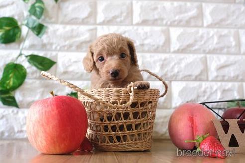 成約済の滋賀県のトイプードル-146080の3枚目