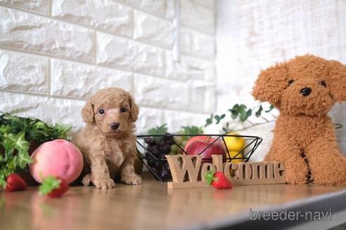 成約済の滋賀県のトイプードル-146080の2枚目