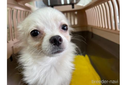 成約済の愛媛県のミックス犬-135000の4枚目