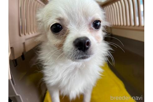 成約済の愛媛県のミックス犬-135000の2枚目