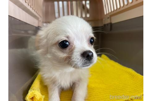 成約済の愛媛県のミックス犬-135000の3枚目