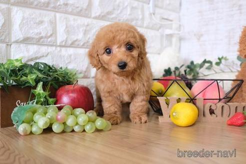 成約済の滋賀県のトイプードル-146082の1枚目
