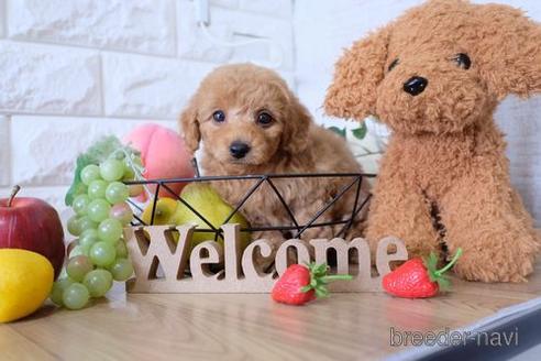 成約済の滋賀県のトイプードル-146082の5枚目