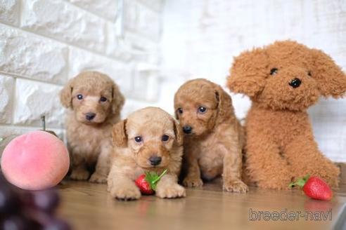 成約済の滋賀県のトイプードル-146082の4枚目