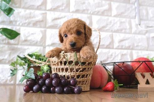 成約済の滋賀県のトイプードル-146082の3枚目