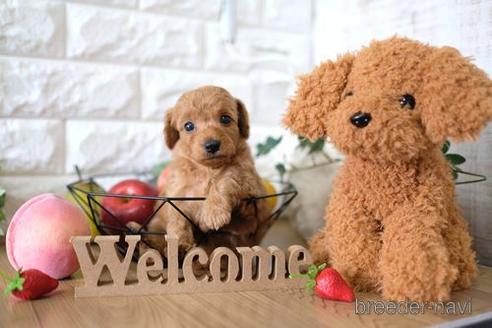 成約済の滋賀県のトイプードル-146082の2枚目