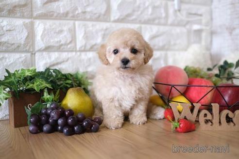 成約済の滋賀県のトイプードル-146099