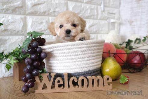 成約済の滋賀県のトイプードル-146099の5枚目