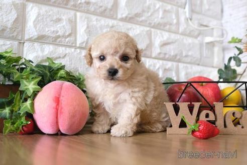 成約済の滋賀県のトイプードル-146099の3枚目