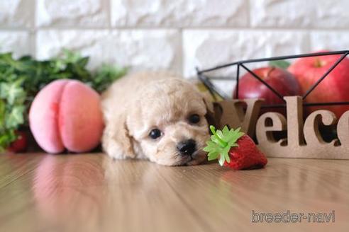 成約済の滋賀県のトイプードル-146099の2枚目