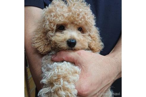 成約済の沖縄県のトイプードル-141851の2枚目