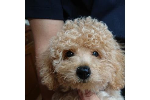 成約済の沖縄県のトイプードル-141851の1枚目