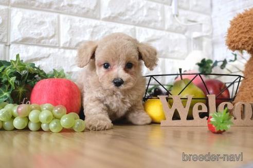 成約済の滋賀県のトイプードル-146103の1枚目