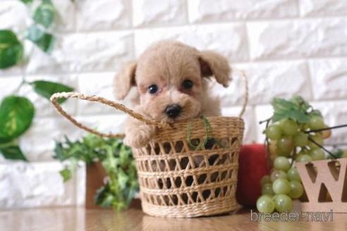 成約済の滋賀県のトイプードル-146103の5枚目