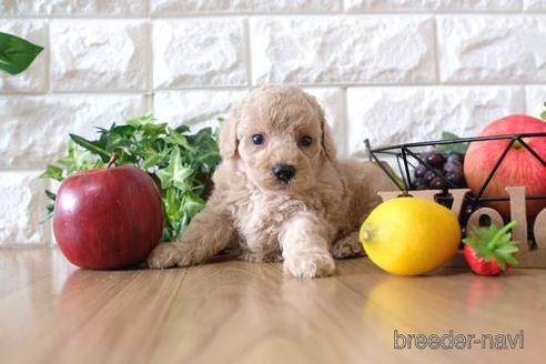 成約済の滋賀県のトイプードル-146103の3枚目