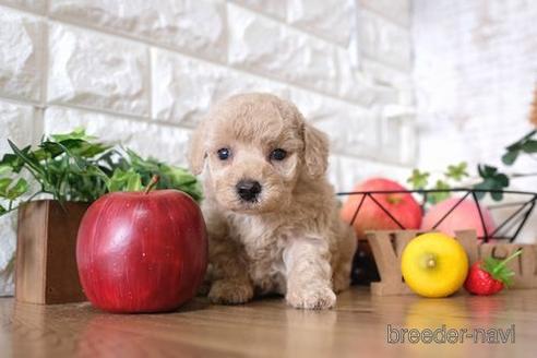 成約済の滋賀県のトイプードル-146103の2枚目