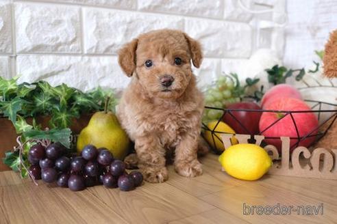 成約済の滋賀県のトイプードル-146108の1枚目