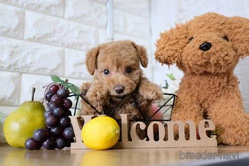 成約済の滋賀県のトイプードル-146108の5枚目