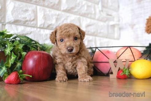 成約済の滋賀県のトイプードル-146108の3枚目