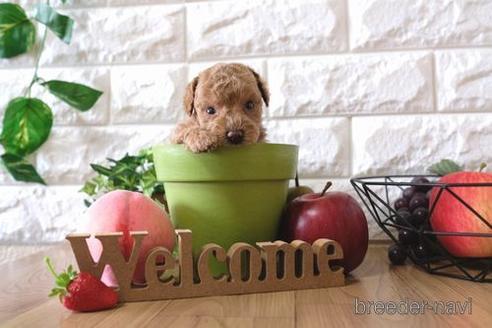 成約済の滋賀県のトイプードル-146108の2枚目