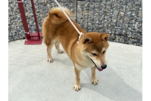 成約済の岡山県の柴犬-147894の4枚目