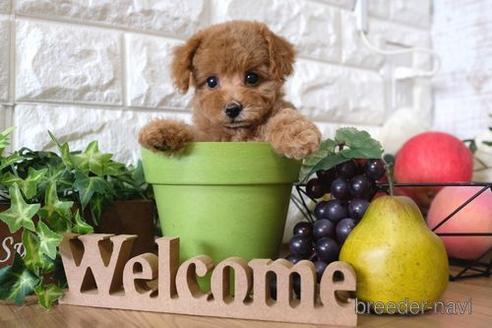 成約済の滋賀県のトイプードル-146110の1枚目