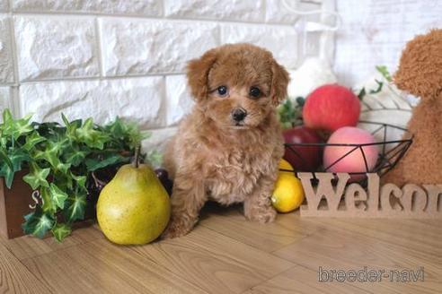 成約済の滋賀県のトイプードル-146110の5枚目