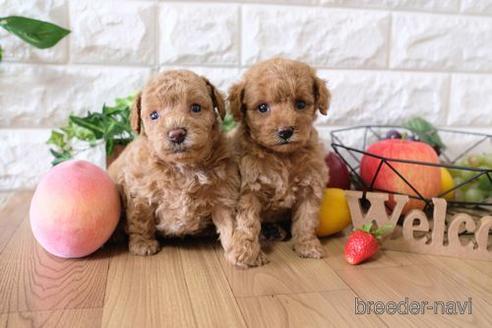 成約済の滋賀県のトイプードル-146110の4枚目