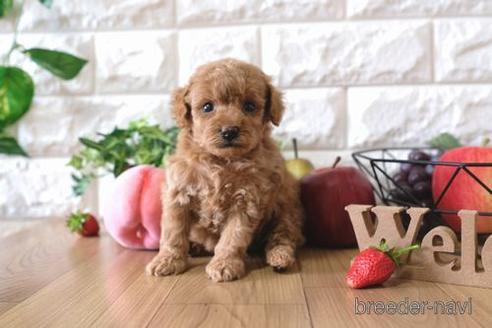 成約済の滋賀県のトイプードル-146110の3枚目