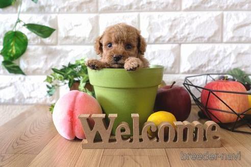 成約済の滋賀県のトイプードル-146110の2枚目