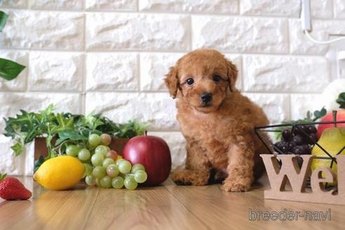 成約済の滋賀県のトイプードル-146113の1枚目