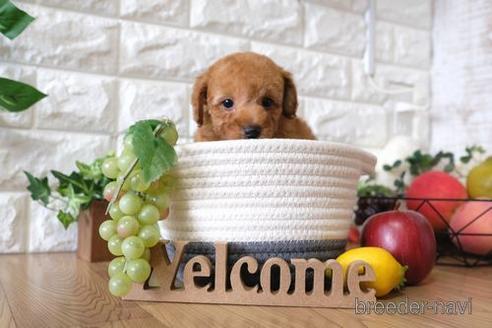 成約済の滋賀県のトイプードル-146113の5枚目