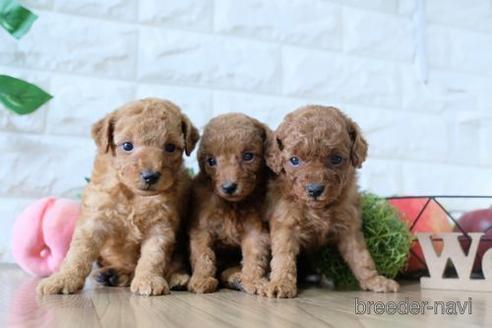 成約済の滋賀県のトイプードル-146113の4枚目