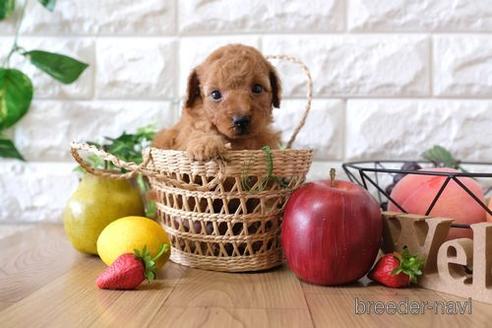 成約済の滋賀県のトイプードル-146113の3枚目