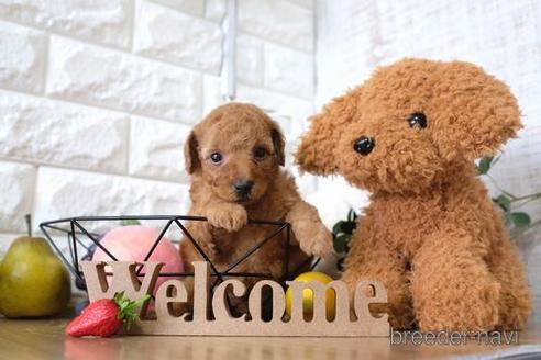 成約済の滋賀県のトイプードル-146113の2枚目