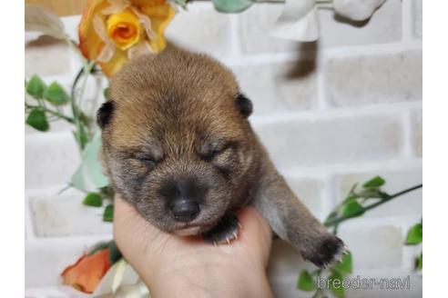 成約済の長崎県の豆柴-147897の1枚目