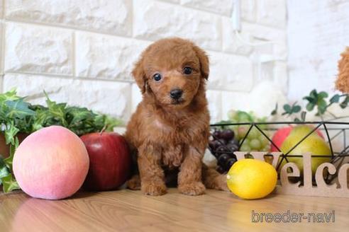 成約済の滋賀県のトイプードル-146114の1枚目