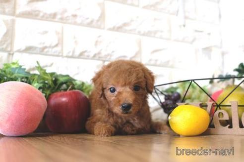 成約済の滋賀県のトイプードル-146114の5枚目