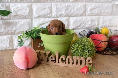 成約済の滋賀県のトイプードル-146114の3枚目