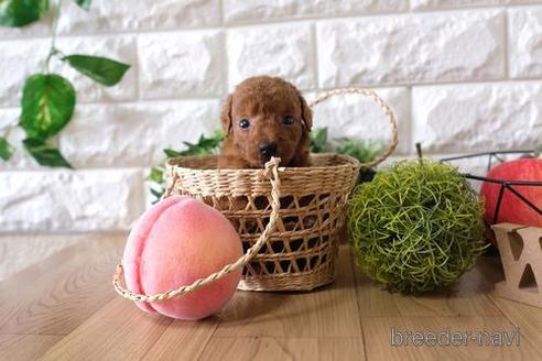 成約済の滋賀県のトイプードル-146114の2枚目