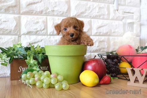 成約済の滋賀県のトイプードル-146116の1枚目