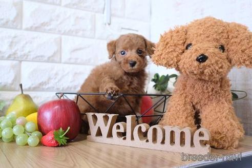 成約済の滋賀県のトイプードル-146116の5枚目