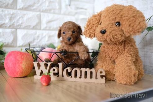 成約済の滋賀県のトイプードル-146116の3枚目