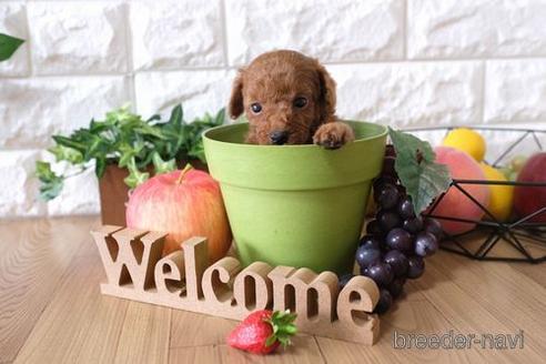 成約済の滋賀県のトイプードル-146116の2枚目