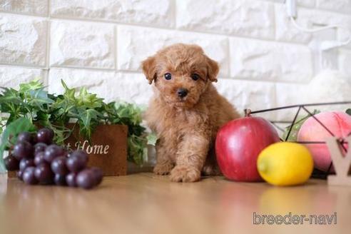 成約済の滋賀県のトイプードル-146118