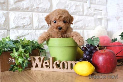 成約済の滋賀県のトイプードル-146118の5枚目