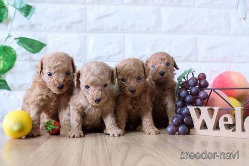 成約済の滋賀県のトイプードル-146118の4枚目
