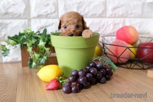 成約済の滋賀県のトイプードル-146118の3枚目