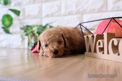 成約済の滋賀県のトイプードル-146118の2枚目