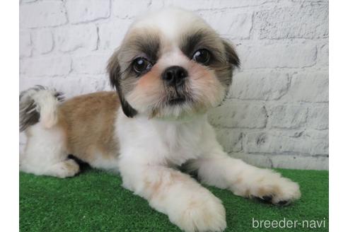 成約済の大阪府のシーズー-140893